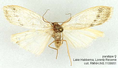Papua Insects Foundation (Lepidoptera/Erebidae(Arctiinae)/Blavipelosia ...